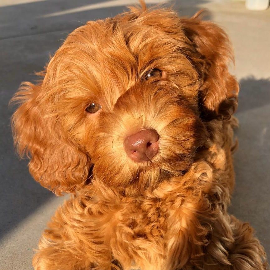 Vacker Australian Labradoodle tik som bor hos foderfamilj fodervärd