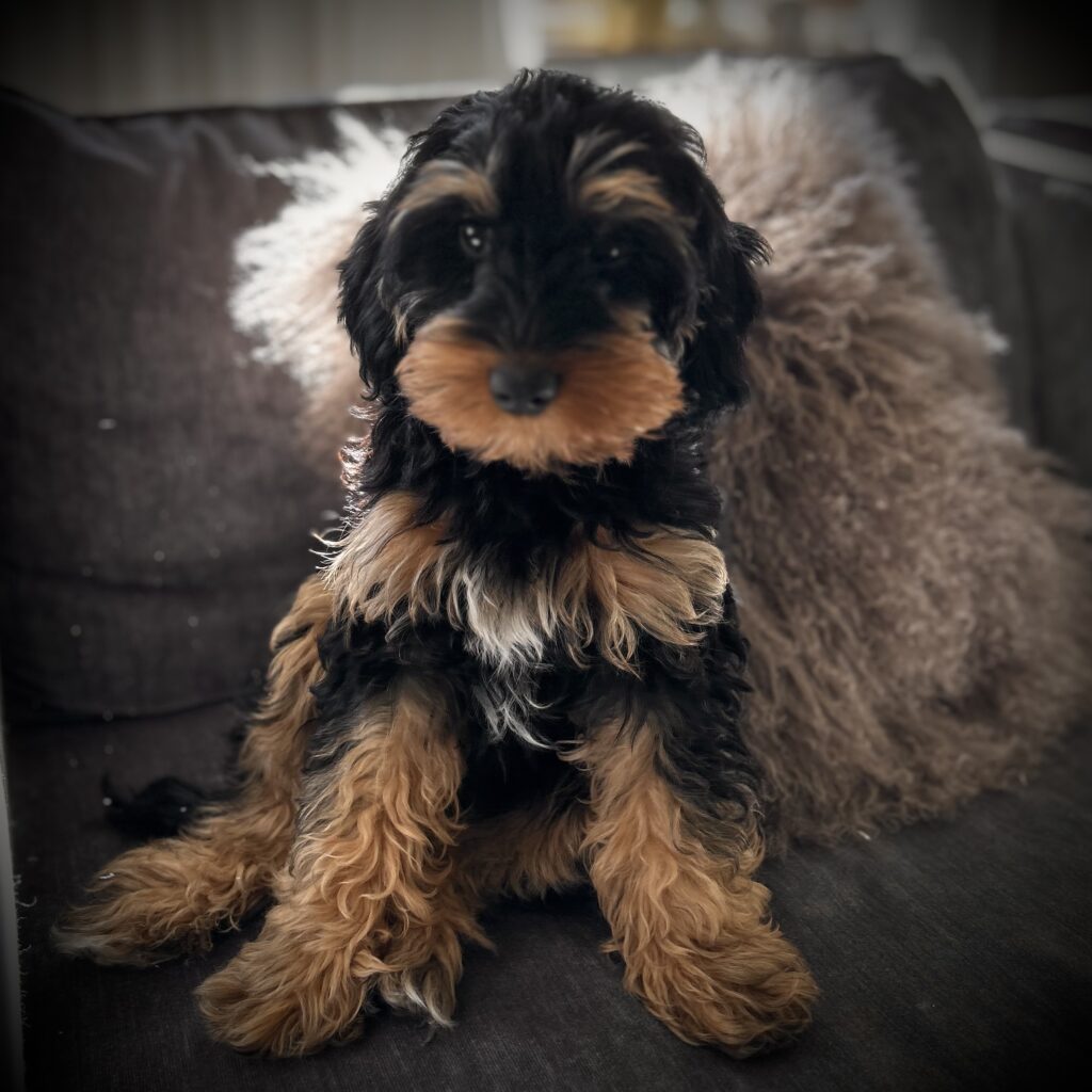 Bonnie a.k.a. Can the Can Suzi, tricolor Australian Labradoodle i Stockholm storlek mikromini 5 kg på Slottsbyns Labradoodle hunduppfödning