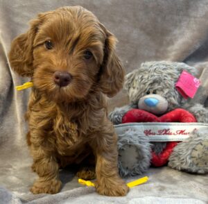 Jolie Slottsbyns Labradoodle AB karamellfärgad labradoodle avelstik tik ALD gröna ögon valp brun nos