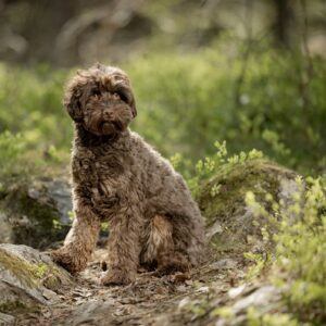 Chokladfärgad labradoodle i storlek mikromini och mini. En liten labradoodle som går att flyga med sitter i skogen.