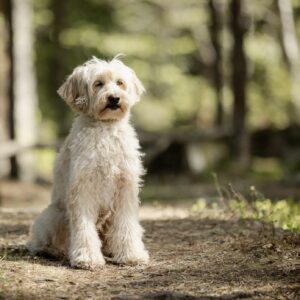 ALD Australian Labradoodle creme cream color I skogsmiljö I Nacka, Solsidan - uppfödd av Slottsbyns Labradoodle