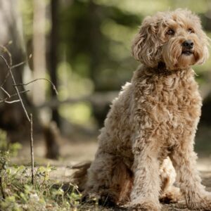 En röd ALD Australian Labradoodle med svart nos som ser ut som en nallebjörn sitter i skogen i Stockholm, Sverige.