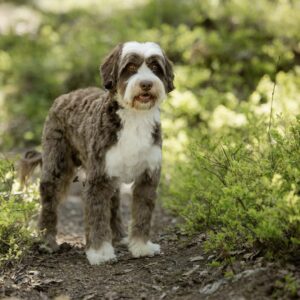 Chocolate tuxedo labradoodle med silkeslen päls ursprungligen från Hale's Labradoodle men nu tillhörande Slottsbyns Labradoodle