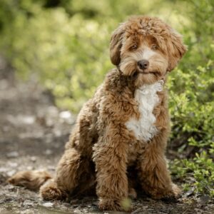 Klassisk teddybjörn labradoodle trimning gjord på salong. Mikromini labradoodle tillhörande Slottsbyns Labradoodle som föder upp trygga, hälsosamma labradoodlar i hemmiljö. Hunden kommer ursprungligen från Fairytale Lane's Labradoodle i USA.