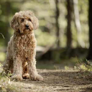 Australian Labradoodle röd i skogsmiljö - uppfödd av Slottsbyns Labradoodle i Stockholm