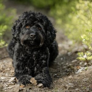 En vacker svart roan labradoodle hane med bruna ögon som lyser i skogen.