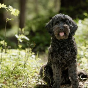 Gullig, svart labradoodle med nallebjörnslook.