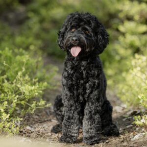 En svart roan labradoodle ursprungligen från Moonlit Acres i USA men nu tillhörande den välrenommerade uppfödaren Slottsbyns Labradoodle i Sverige.