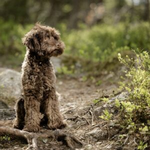 Heather Hale's chokladfärgade avelstik tillhörande Slottsbyns Labradoodle väntar valpar.