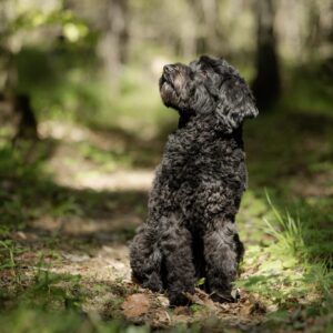 Australian Labradoodle uppfödare nära mig. Trygg valpköpare i Sverige. Fodervärd Labradoodle. Valpar till salu.