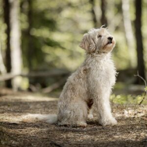 En creme cream vit labradoodle med silkeslen päls och svart nos på Slottsbyns Labradoodle som är en uppfödare i Stockholmsområdet och finns i både Nacka samt i Sigtuna.